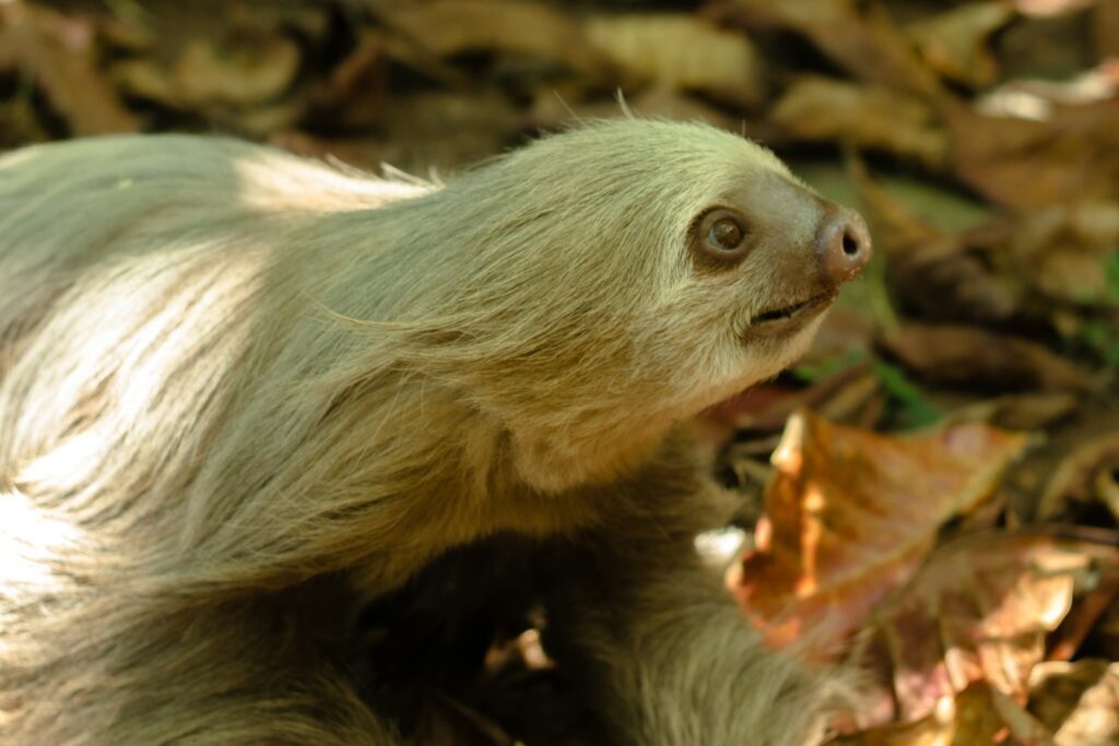 brown monkey on green leaves