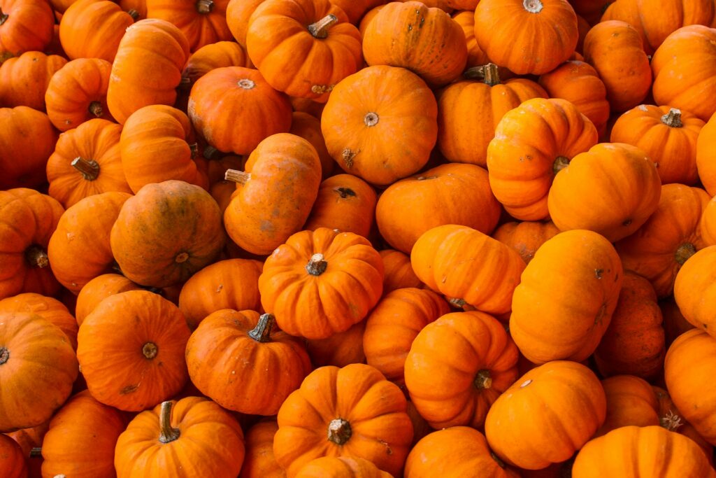 orange squash plant lot