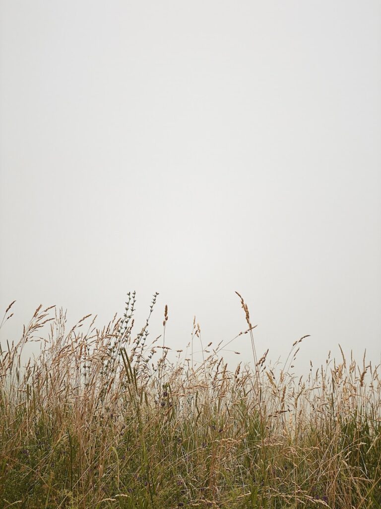 green grass field under white sky